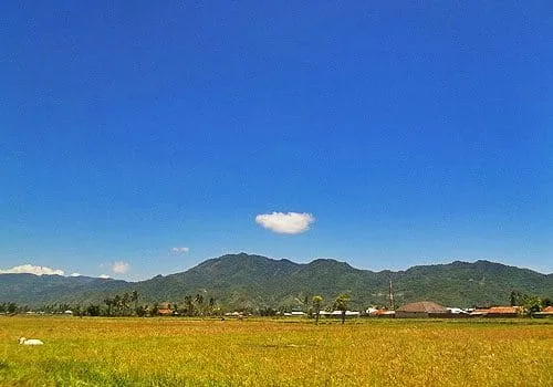 Hamparan sawah di Perangkonero.