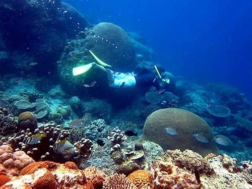 Free Diver tengah menikmati alam bawah laut Pulau Biawak.