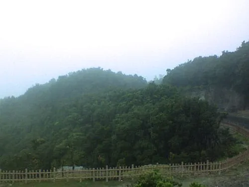 Rindangnya pepohonan di kawasan Tangkuban Parahu.