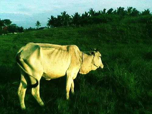 Sapi yang tengah merumput.