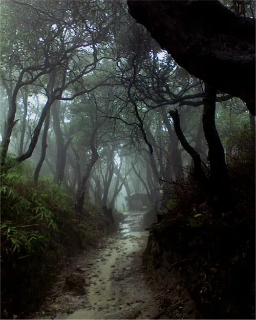 Jalan setapak menuju Kawah Domas.
