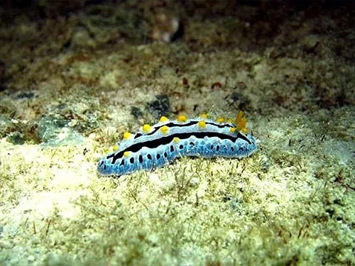 Nudibranch si siput air dengan warnanya yang memikat.