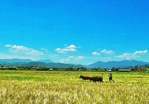 Petani tengah menggiring sapinya.