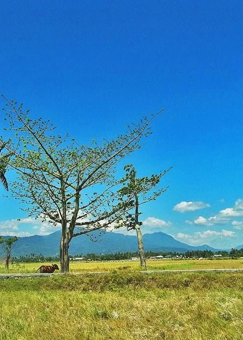 Sapi di bawah pohon kapuk.