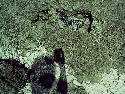 Ular laut di antara celah karang.