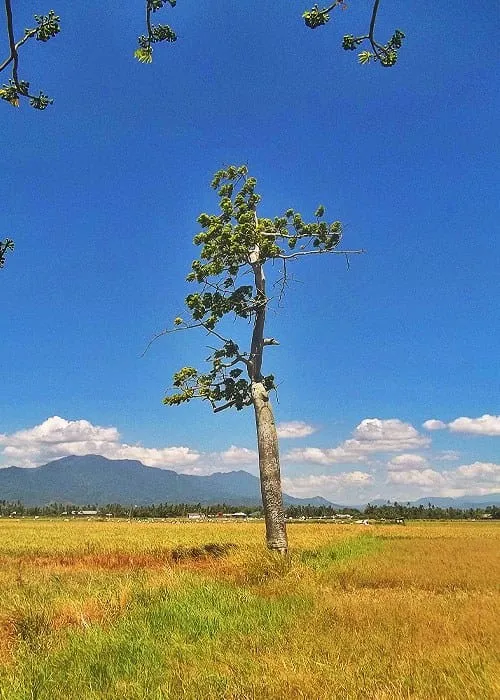 Rumput liar yang tumbuh di bekas petak sawah yang mengering.