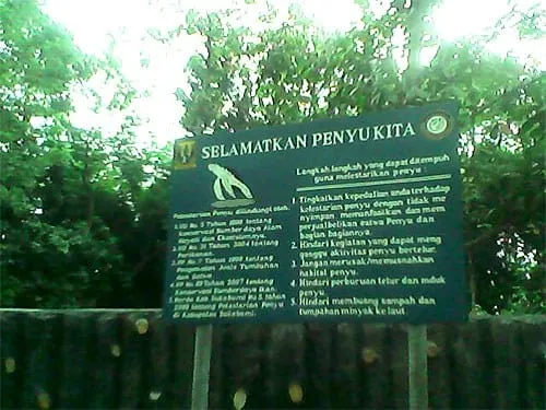 Selamatkan penyu kita!