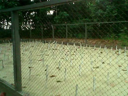 Tempat penetasan telur penyu.