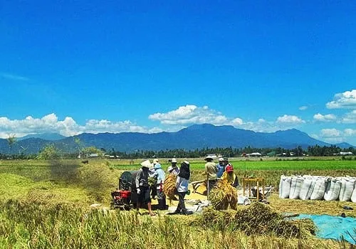 Para petani tengah sibuk memanen padinya.