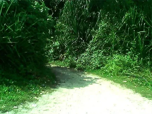Jalan setapak menuju hutan.