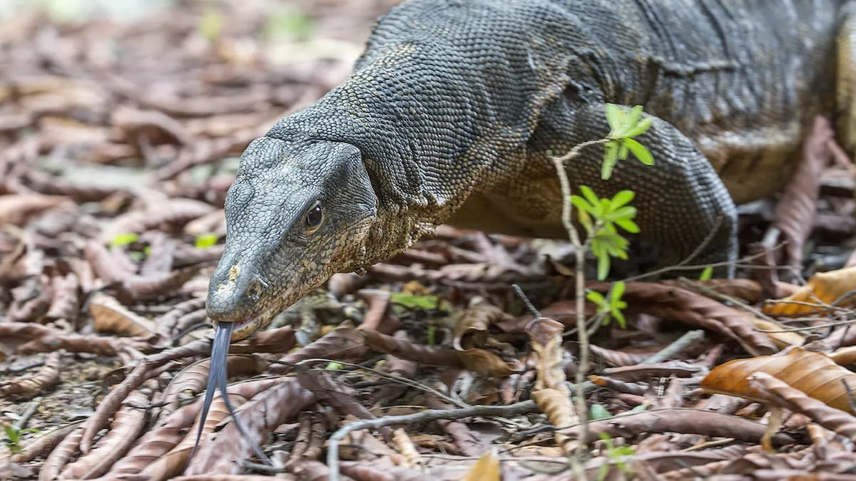 Pulau Biawak, The Land of Dragons